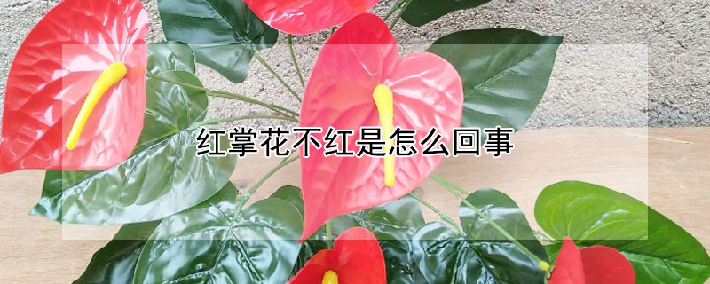 红掌花不红是怎么回事 红掌花不红是怎么回事一