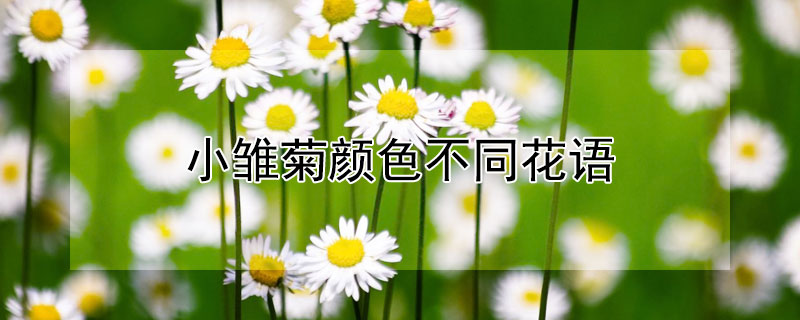 小雏菊颜色不同花语(小雏菊不同颜色的花语)