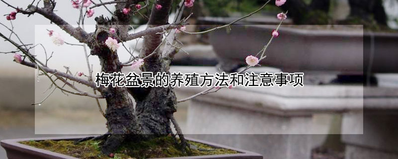 梅花盆景的养殖方法和注意事项（梅花盆景养殖技术）