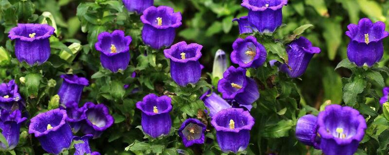 风铃草的花语(风铃草的花语和象征)