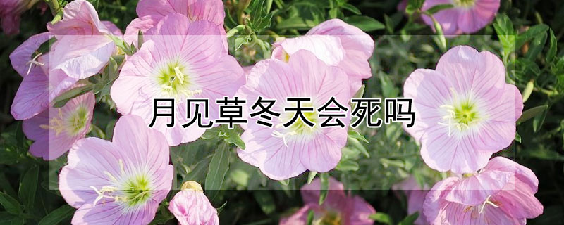 月见草冬天会死吗 月见草冬季能越冬吗