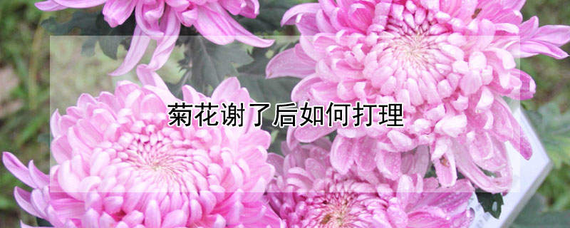 菊花谢了后如何打理 秋菊花谢了怎么打理