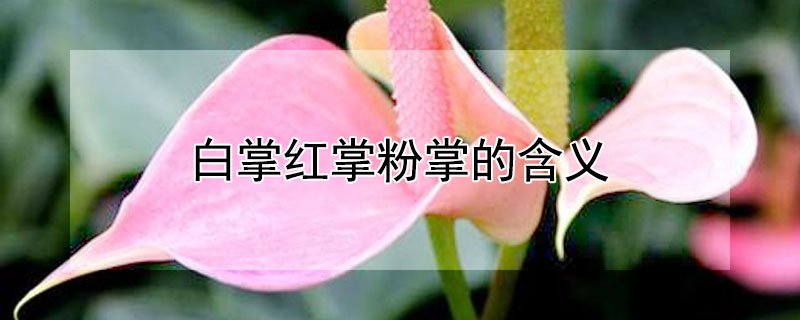 白掌红掌粉掌的含义 红掌粉掌的寓意