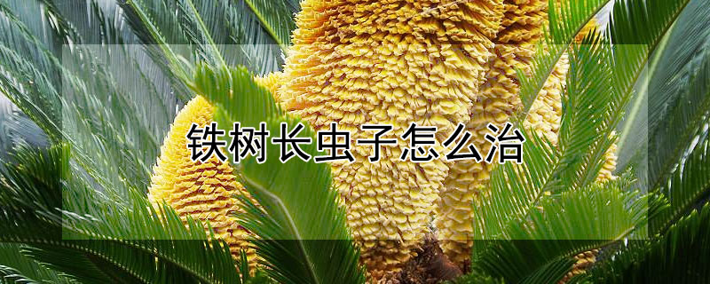 铁树长虫子怎么治（铁树上面长虫子要用什么药）