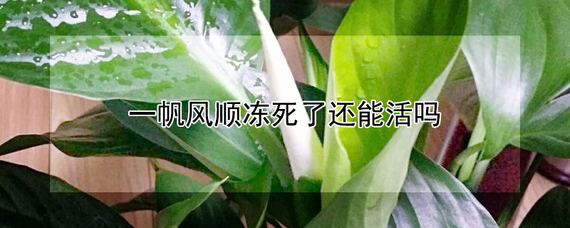 一帆风顺冻死了还能活吗（一帆风顺会冻死吗）