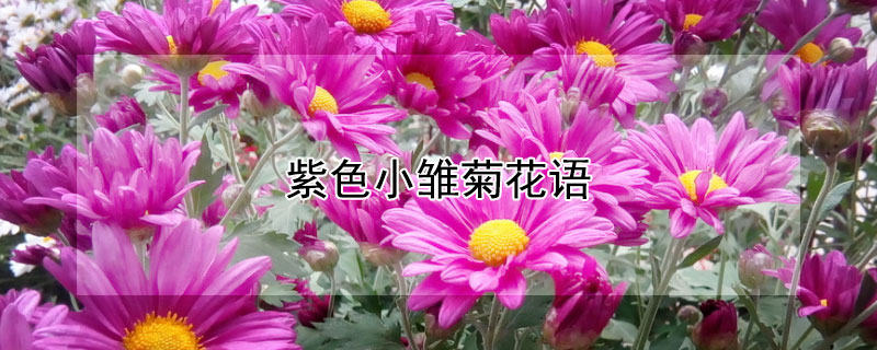 紫色小雏菊花语 蓝紫色雏菊花语