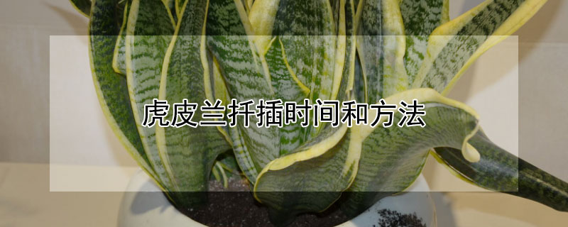 虎皮兰扦插时间和方法（虎皮兰扦插时间和方法视频）