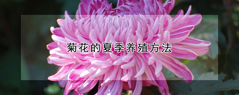 菊花的夏季养殖方法 菊花怎么养殖方法如下