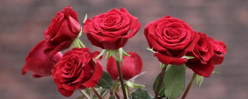 玫瑰花的花语大全（玫瑰花的花语大全11朵）