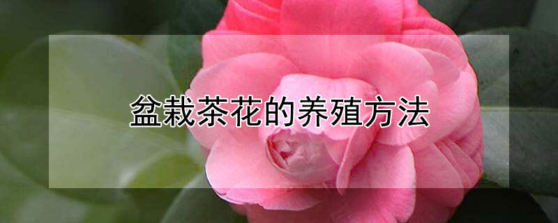 盆栽茶花的养殖方法（盆栽茶花的养殖方法和注意事项养殖日记）