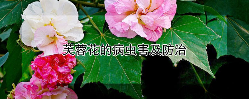 芙蓉花的病虫害及防治(木芙蓉病虫害防治)