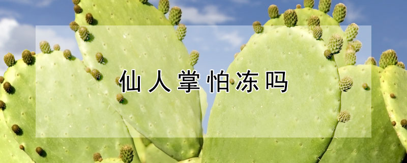 仙人掌怕冻吗（黄大刺仙人掌怕冻吗）