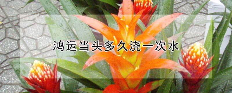 鸿运当头多久浇一次水 鸿运当头多久浇一次水视频