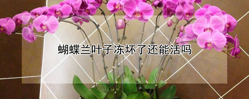 蝴蝶兰叶子冻坏了还能活吗（蝴蝶兰叶子被冻了还能活吗）