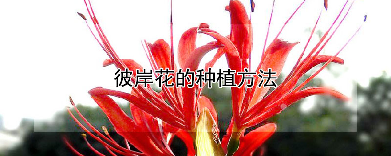 彼岸花的种植方法(彼岸花的种植方法和时间)
