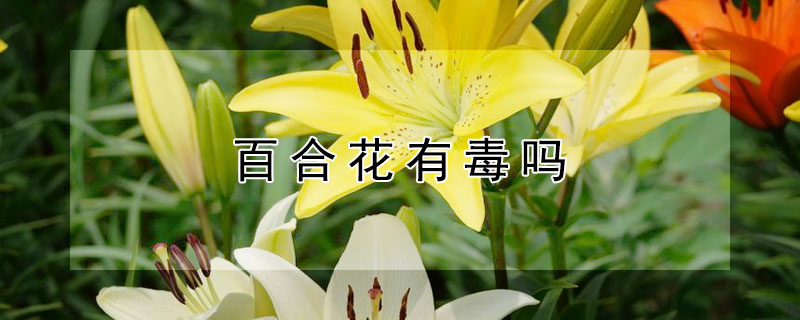 百合花有毒吗（百合花有毒吗 适合在室内养吗）