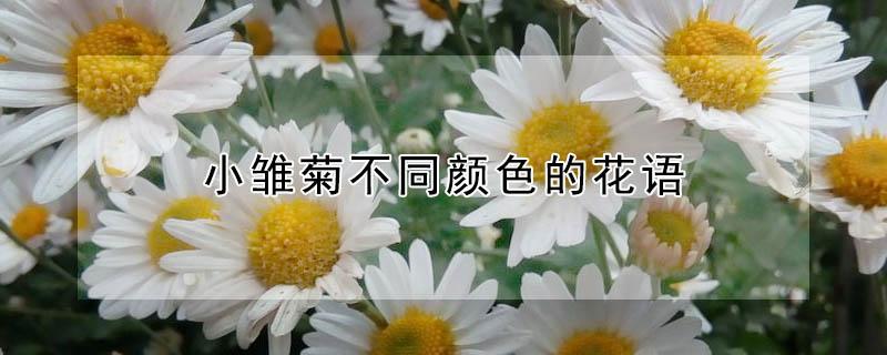 小雏菊不同颜色的花语 小雏菊红色花语是什么