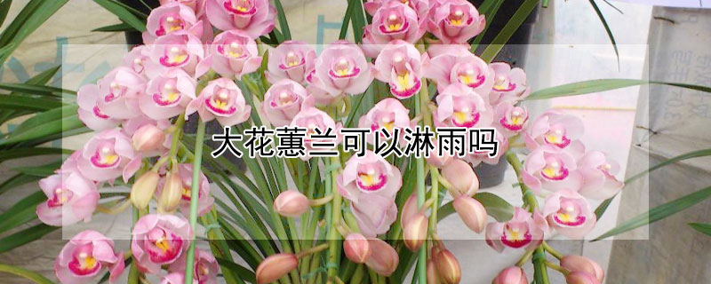 大花蕙兰可以淋雨吗 大花蕙兰下雨天怎么办