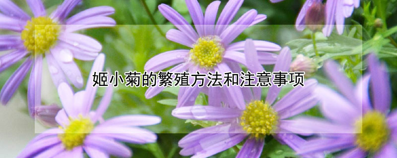 姬小菊的繁殖方法和注意事项 姬小菊的养殖方法与注意事项