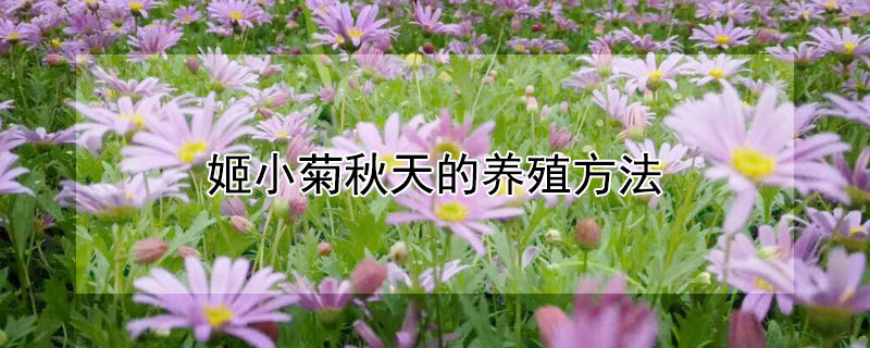 姬小菊秋天的养殖方法(姬小菊怎么种植和养护)