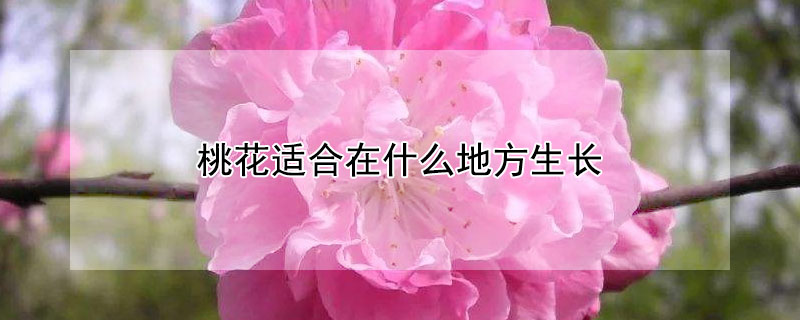 桃花适合在什么地方生长（桃花适合在哪里生长）