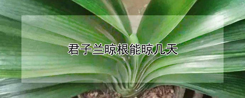 君子兰晾根能晾几天 君子兰晾根怎么知道晾好了