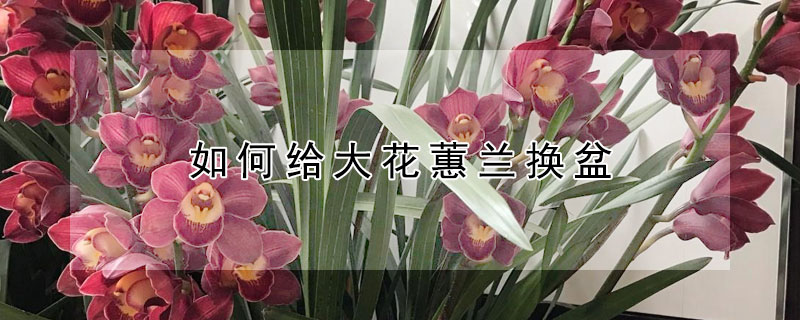 如何给大花蕙兰换盆（刚买回来的大花蕙兰怎样换盆）