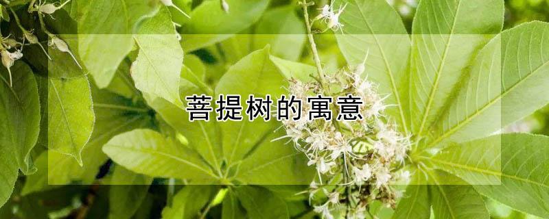 菩提树的寓意(菩提树的寓意和花语)