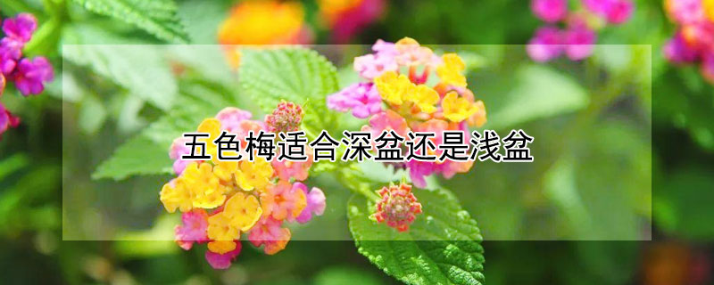 五色梅适合深盆还是浅盆 梅花适合浅盆还是深盆