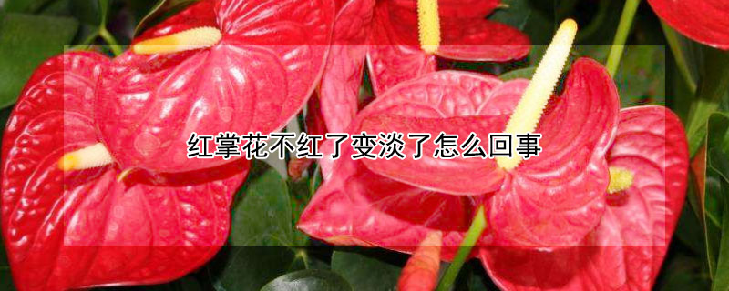 红掌花不红了变淡了怎么回事（红掌开花颜色越来越淡是怎么回事?）