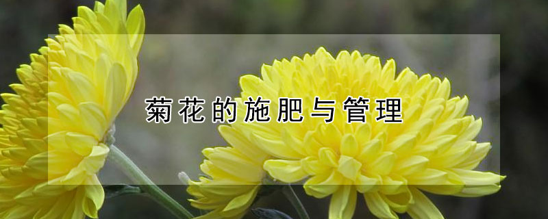 菊花的施肥与管理 菊花应施什么肥