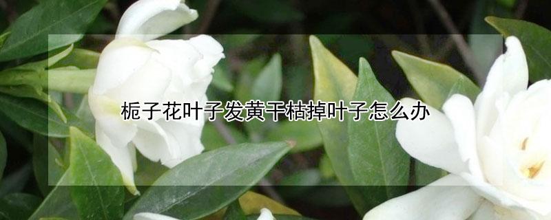 栀子花叶子发黄干枯掉叶子怎么办（刚买的栀子花叶子发黄干枯掉叶子怎么办）