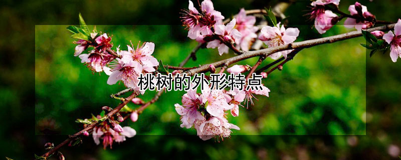 桃树的外形特点 桃树的外形特点写一片段