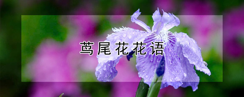 茑尾花花语（茑尾花百科）