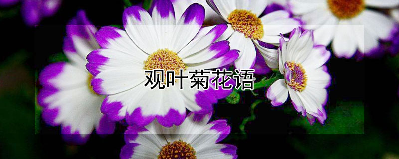 观叶菊花语（叶菊花的花语）