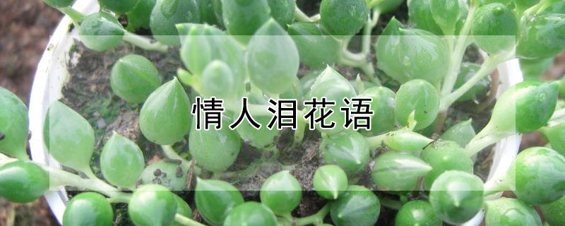 情人泪花语（情人泪 花）