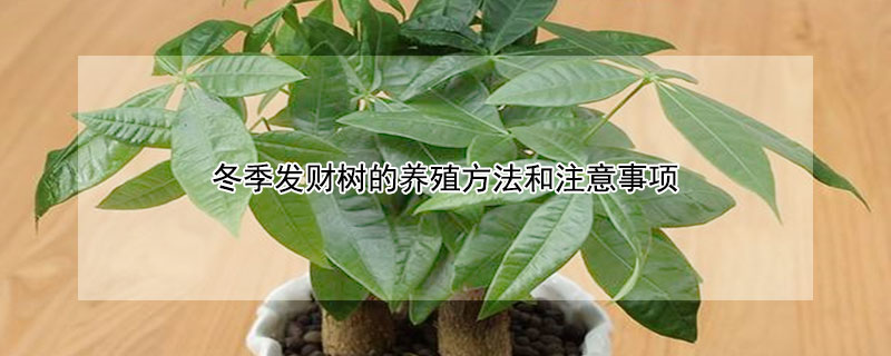 冬季发财树的养殖方法和注意事项 冬天发财树的养殖方法和注意事项