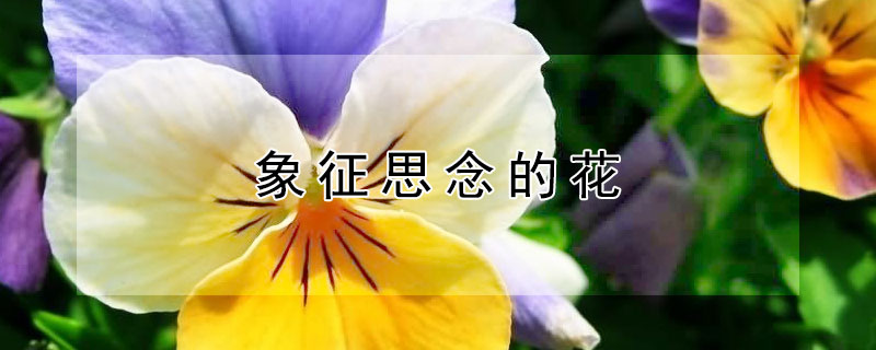 象征思念的花 象征思念的花草树木