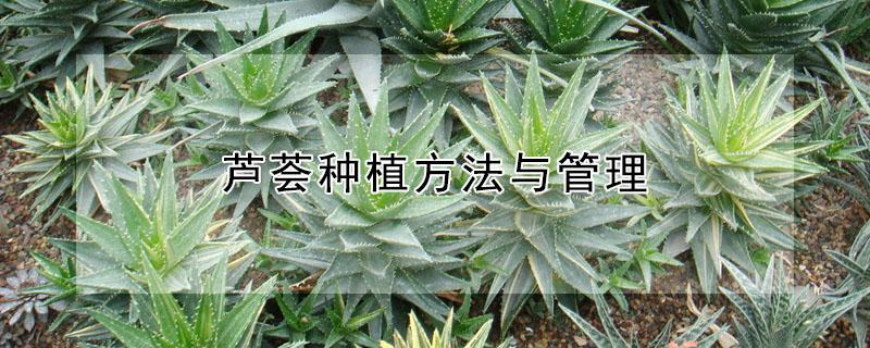 芦荟种植方法与管理（芦荟种植方法与管理芦荟胶）