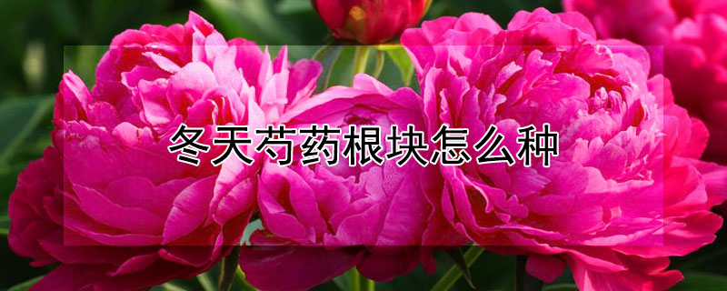 冬天芍药根块怎么种 芍药根块什么时候种