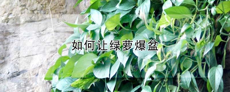 如何让绿萝爆盆 绿萝怎么爆绿萝怎么爆盆