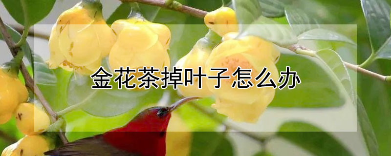 金花茶掉叶子怎么办（金花茶枯叶怎么办）