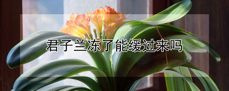 君子兰冻了能缓过来吗 君子兰叶子冻软了还有救吗