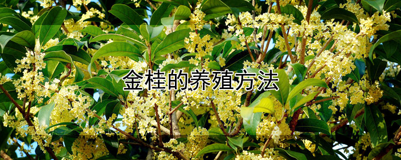 金桂的养殖方法（盆栽金桂的养殖方法）