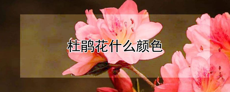 杜鹃花什么颜色 杜鹃花什么颜色的图片