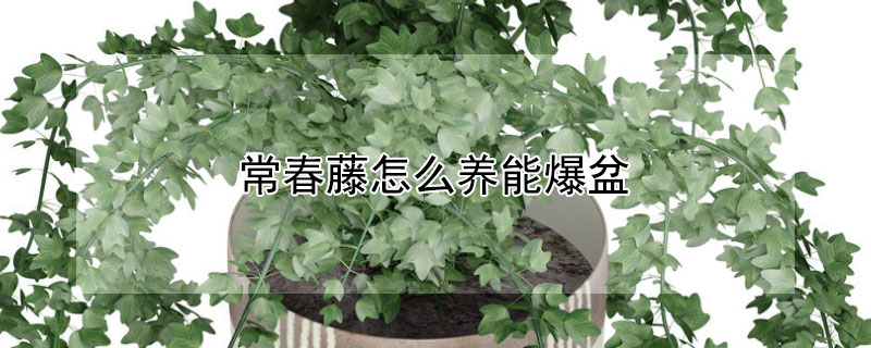 常春藤怎么养能爆盆(常春藤如何养爆棚)