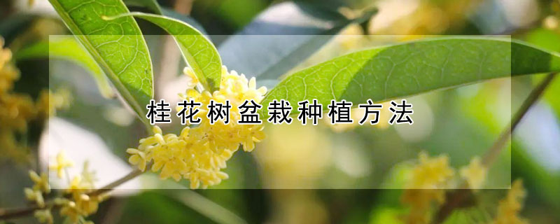 桂花树盆栽种植方法（桂花树怎么盆栽种植）