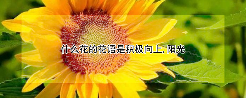 什么花的花语是积极向上,阳光 什么花的花语是积极向上的
