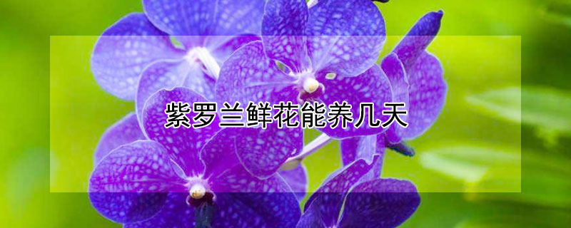 紫罗兰鲜花能养几天 紫罗兰鲜花花期长吗