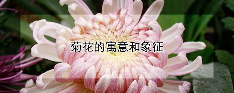 菊花的寓意和象征 菊花的寓意和象征意义